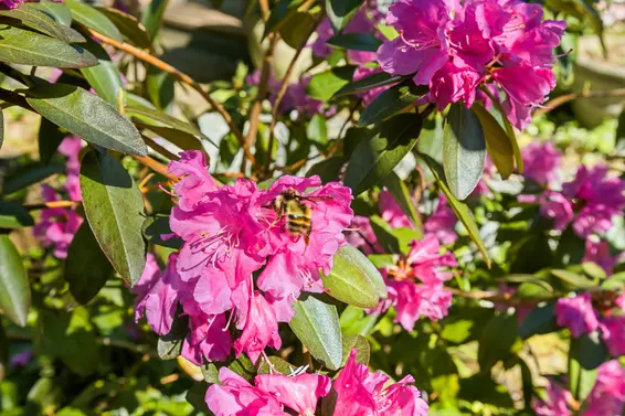 5457 Indian River Drive, North Vancouver For Sale - image 61