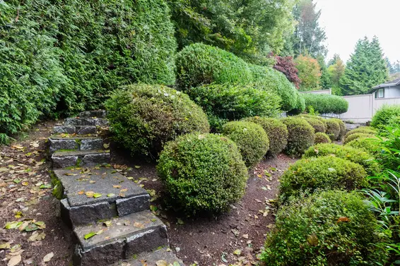 Backyard - 998 Dempsey Road, North Vancouver  