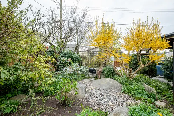 515 East 19th Street, North Vancouver - back garden  