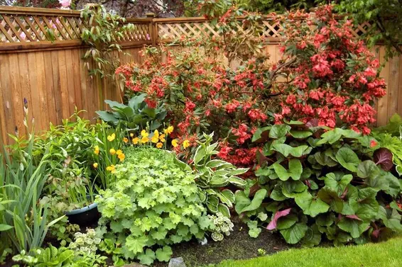 Garden  