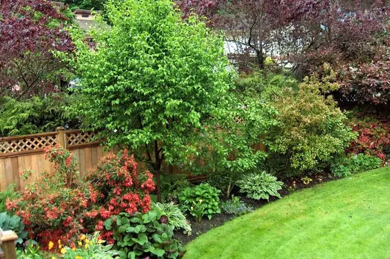 Garden  