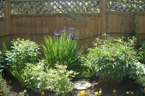 Garden  