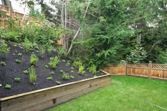 Back Yard  
