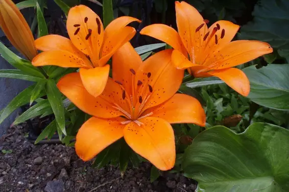 1498 Chamberlain Drive, North Vancouver For Sale - image 29