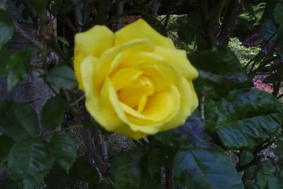 1498 Chamberlain Drive, North Vancouver For Sale - image 32