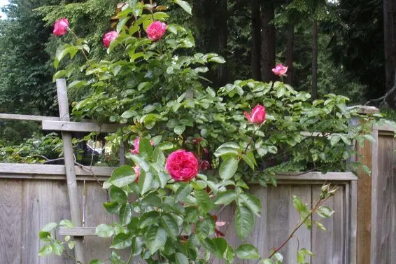 1498 Chamberlain Drive, North Vancouver For Sale - image 33