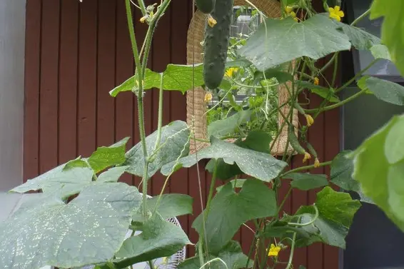 1498 Chamberlain Drive, North Vancouver For Sale - image 35