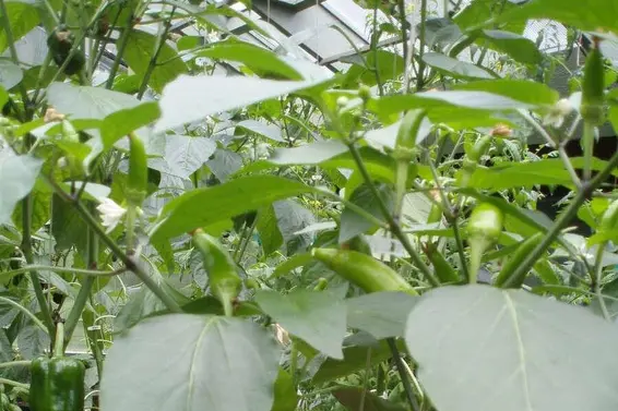 1498 Chamberlain Drive, North Vancouver For Sale - image 36