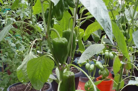 1498 Chamberlain Drive, North Vancouver For Sale - image 37