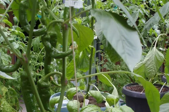 1498 Chamberlain Drive, North Vancouver For Sale - image 38