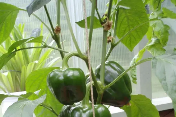 1498 Chamberlain Drive, North Vancouver For Sale - image 39