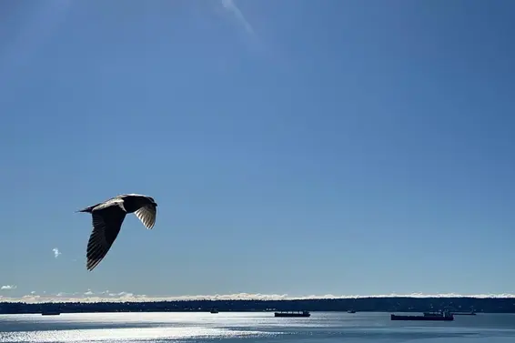 1201 2288 Bellevue Avenue, West Vancouver For Sale - image 39