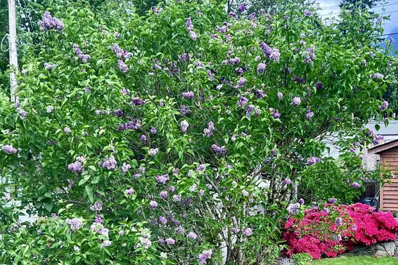 462 West 26th Street, North Vancouver For Sale - image 37