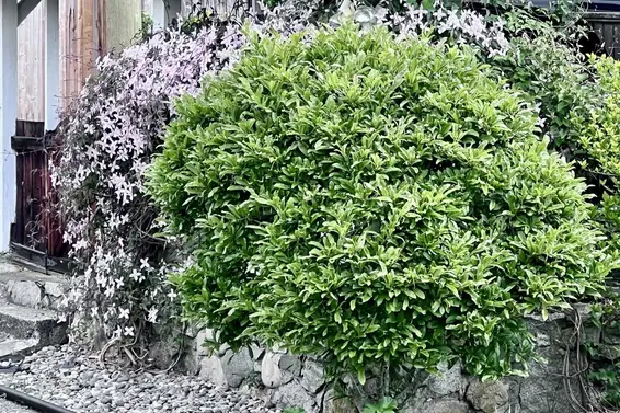 462 West 26th Street, North Vancouver For Sale - image 39