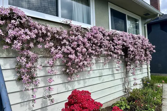 462 West 26th Street, North Vancouver For Sale - image 5