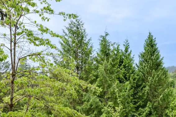 3070 Deer Ridge Close, West Vancouver For Sale - image 39