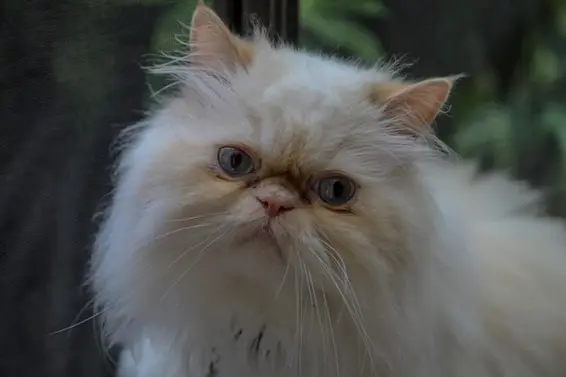 1147 Montroyal Boulevard, North Vancouver For Sale - image 18