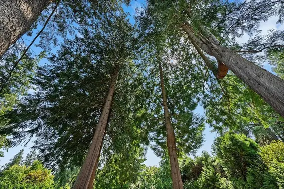 2976 Palmerston Avenue, West Vancouver For Sale - image 19