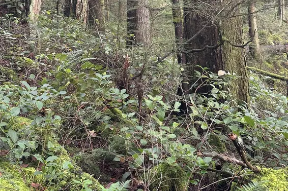 Lot 2 Indian River Drive, North Vancouver For Sale - image 20