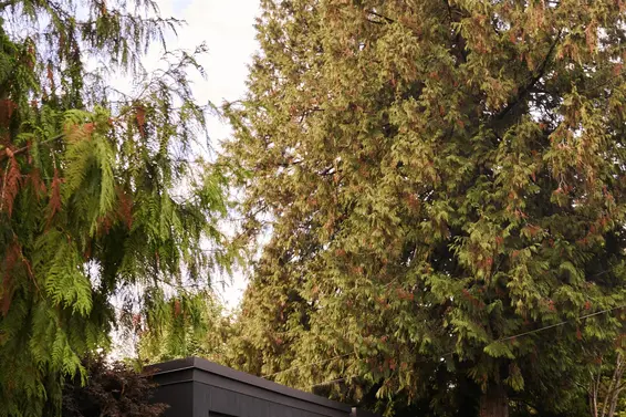 945 15th Street, West Vancouver For Sale - image 4