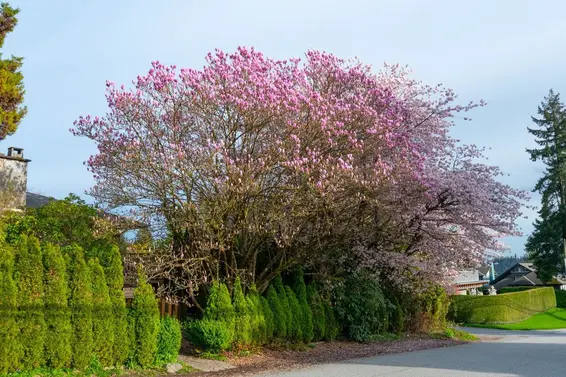 1296 Inglewood Avenue, West Vancouver For Sale - image 3