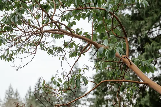 4639 Caulfeild Drive, West Vancouver For Sale - image 2