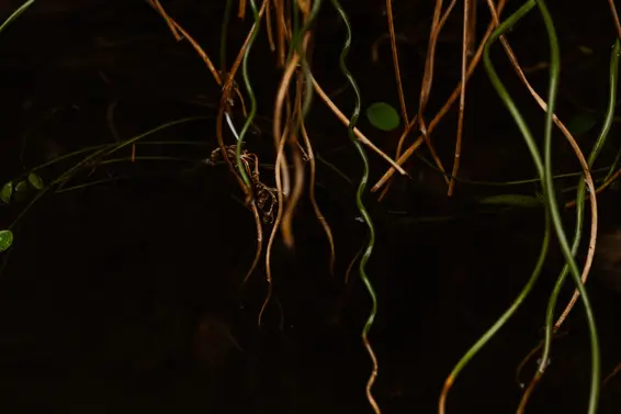 4639 Caulfeild Drive, West Vancouver For Sale - image 33