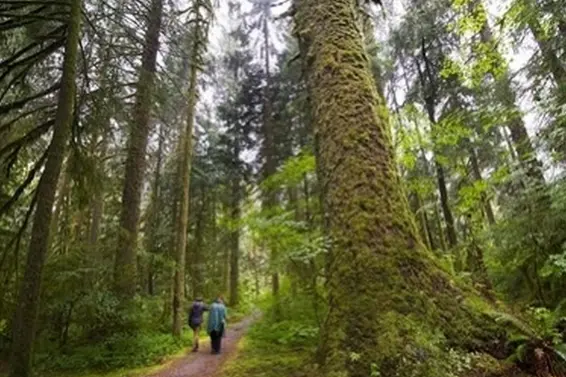 , North Vancouver For Sale - image 25