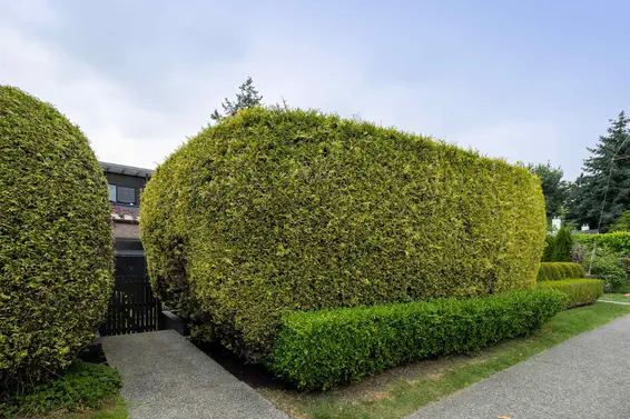 1915 Chesterfield Avenue, North Vancouver For Sale - image 5