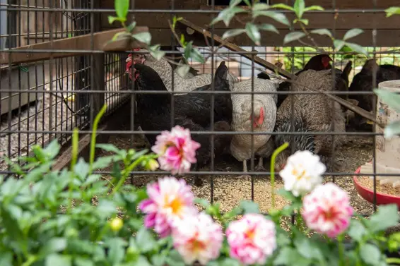 Urban Chicken Keeping