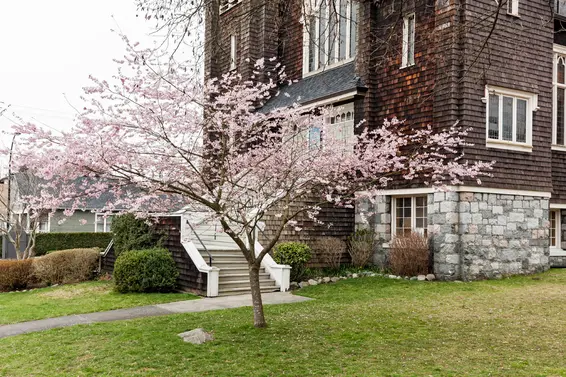 Cherry Blossoms